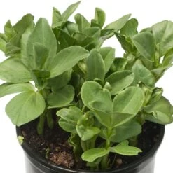 Fava Bean, Windsor, Raw Seed (lb) -Brandt Plants Store scl705 1