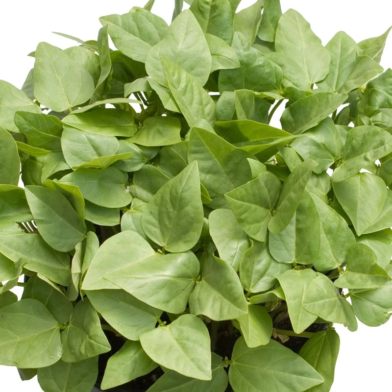 Red Cowpeas - Raw Seed (lb) 2 Red Cowpeas - Raw Seed (lb) - Image 2