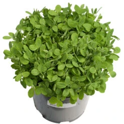 Biomaster Peas - Raw Seed (lb) -Brandt Plants Store scl848 a