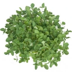 Soybeans - Raw Seed (lb) 6 Soybeans - Raw Seed (lb) -Brandt Plants Store scl860 a 2