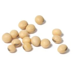 Soybeans - Raw Seed (lb) 7 Soybeans - Raw Seed (lb) -Brandt Plants Store scl860 cat