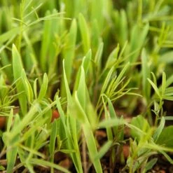 Peaceful Valley Legume Oat Mix #1 - Raw Seed (lb) -Brandt Plants Store scm350 web