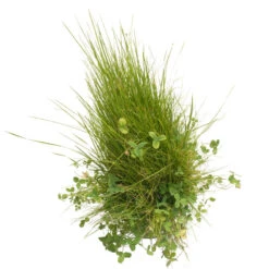 Peaceful Valley Roadway Mix - Nitrocoated Seed (lb) -Brandt Plants Store scm550 d