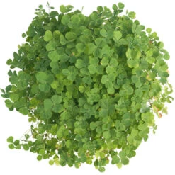 Subterranean Clover Mix - Nitrocoated Seed (lb) 5 Subterranean Clover Mix - Nitrocoated Seed (lb) -Brandt Plants Store scm600 c