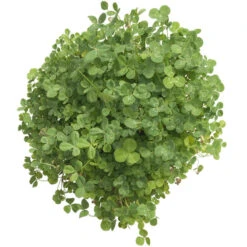 Peaceful Valley Low-Growing Clover Mix - Nitrocoated Seed (lb) -Brandt Plants Store scm700 d