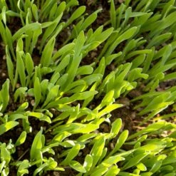 Beardless Barley Seed (lb) -Brandt Plants Store scn100 web