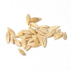 Beardless Barley Seed (lb) -Brandt Plants Store scn100a