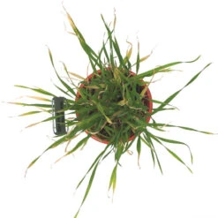 Beardless Barley Seed (lb) -Brandt Plants Store scn100b