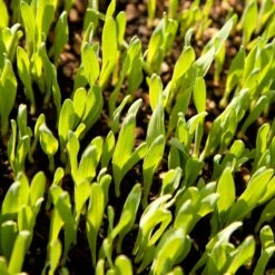 Bearded Barley Seed (lb) -Brandt Plants Store scn110 web