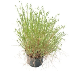 White Oats Seed (lb) 7 White Oats Seed (lb) -Brandt Plants Store scn320 b