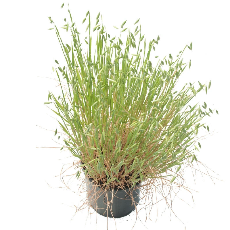 White Oats Seed (lb) 3 White Oats Seed (lb) - Image 3