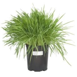 White Oats Seed (lb) 8 White Oats Seed (lb) -Brandt Plants Store scn320 c