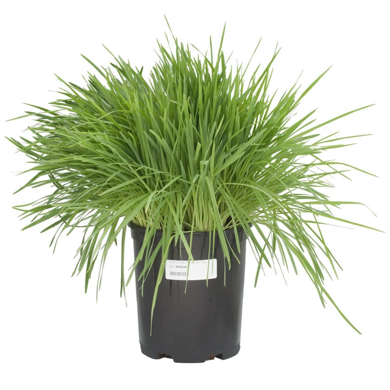 White Oats Seed (lb) 4 White Oats Seed (lb) - Image 4