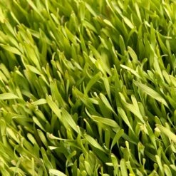 Cereal Rye Seed (Cold Hardy) (lb) -Brandt Plants Store scn395 web