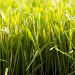 Cereal Rye Seed (Cold Hardy) (lb) -Brandt Plants Store scn395 web2