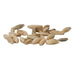 Cereal Rye Seed (Cold Hardy) (lb) -Brandt Plants Store scn395a
