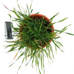 Cereal Rye Seed (Cold Hardy) (lb) -Brandt Plants Store scn395b