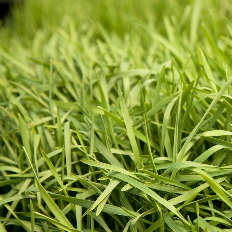 Organic Triticale Seed (lb) 2 Organic Triticale Seed (lb) - Image 2