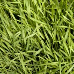 Organic Triticale Seed (lb) 8 Organic Triticale Seed (lb) -Brandt Plants Store scn449 5 web