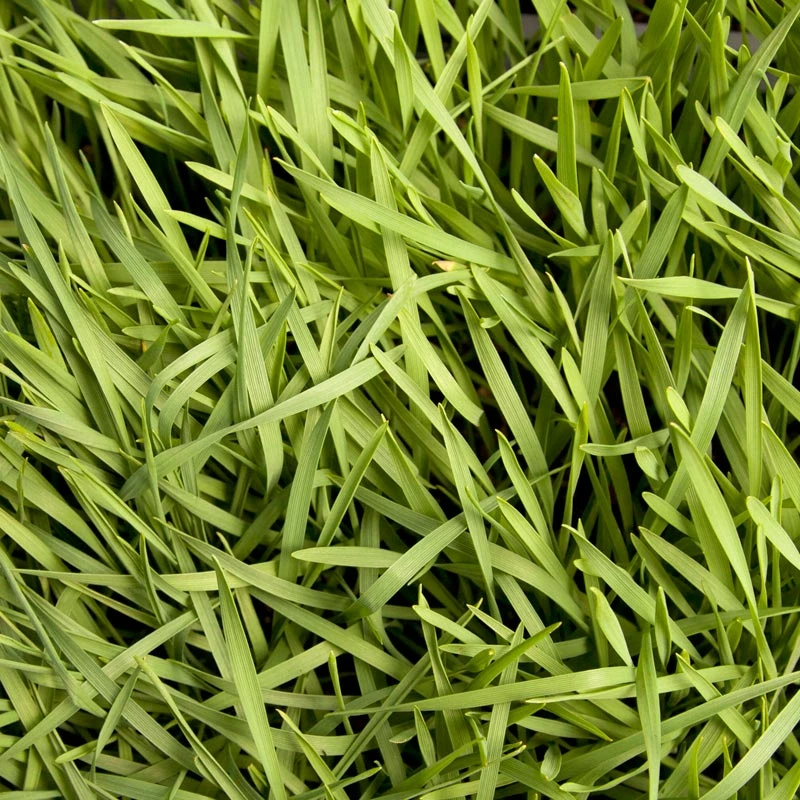 Organic Triticale Seed (lb) 3 Organic Triticale Seed (lb) - Image 3