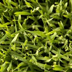 Juan Triticale Seed (lb) 7 Juan Triticale Seed (lb) -Brandt Plants Store scn451 web