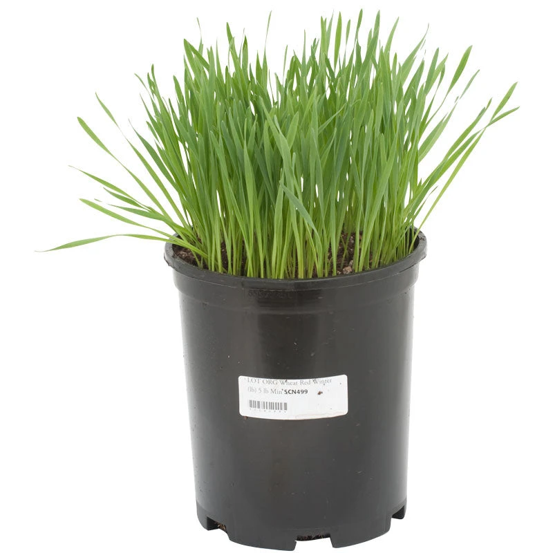 Wheat Red Winter Seed (lb) 2 Wheat Red Winter Seed (lb) - Image 2