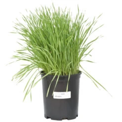 Wheat Red Winter Seed (lb) 6 Wheat Red Winter Seed (lb) -Brandt Plants Store scn500 b