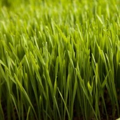 Wheat Red Winter Seed (lb) 7 Wheat Red Winter Seed (lb) -Brandt Plants Store scn500 web