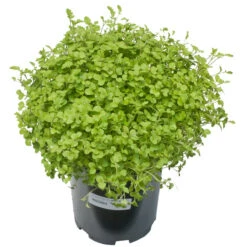 Mustard Mix Seed (lb) -Brandt Plants Store scn755 a 1