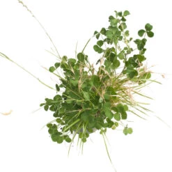 Peaceful Valley General Purpose Erosion Mix - Nitrocoated Seed (lb) -Brandt Plants Store sec200 d