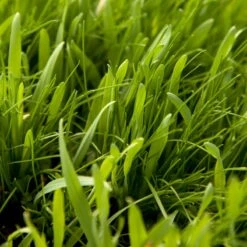 Peaceful Valley General Purpose Erosion Mix - Nitrocoated Seed (lb) -Brandt Plants Store sec200 web