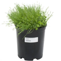 Peaceful Valley Premium Erosion Mix - Nitrocoated Seed (lb) -Brandt Plants Store sec300 a