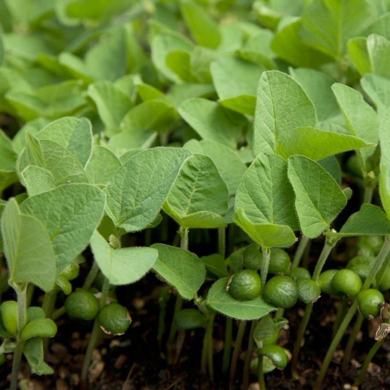 Soybeans - Raw Seed (lb) 1 Soybeans - Raw Seed (lb)