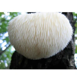 Lion's Mane Mushroom Plug Spawn (100 Plugs/pk) -Brandt Plants Store spr223 web