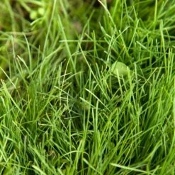 Peaceful Valley Kaleidoscope Meadow Mix - Seed (lb) -Brandt Plants Store swf2112 2 web