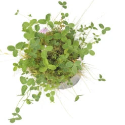 Peaceful Valley Kaleidoscope Meadow Mix - Seed (lb) -Brandt Plants Store swf2112 b