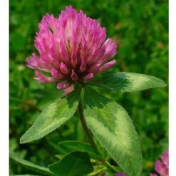 Organic Red Clover - Raw Seed (lb) 5 Organic Red Clover - Raw Seed (lb) -Brandt Plants Store untitled 1