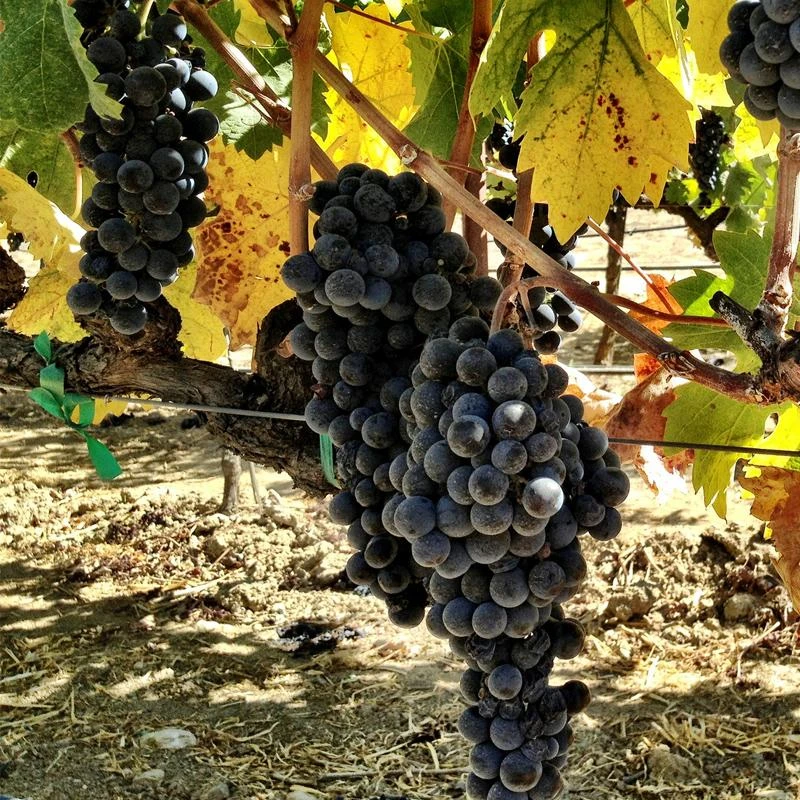 Wine Grape Vine - Zinfandel 1 Wine Grape Vine - Zinfandel