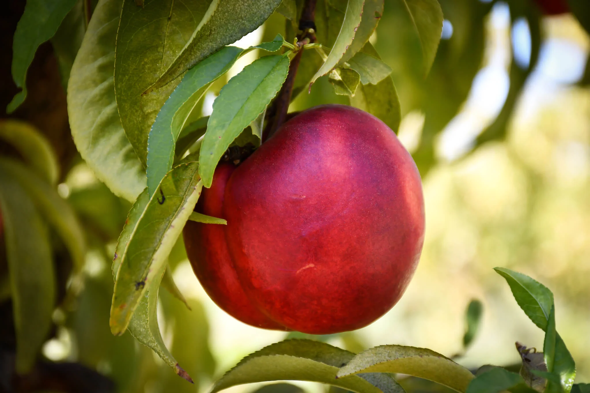 Brandt Plants Store -Brandt Plants Store nectarine on branch