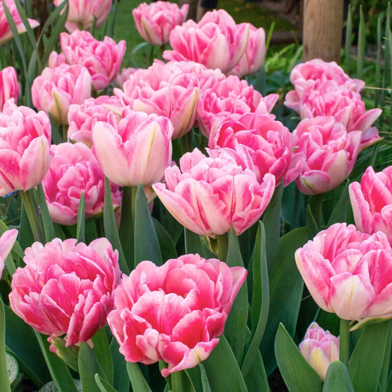 Brandt Plants Store -Brandt Plants Store tulip double early foxtrot 768x768 1